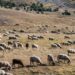 Λακκόπετρα Αχαΐας: Ευλογιά «σαρώνει» 13 κτηνοτροφικές μονάδες με 1.500 ζώα – Συνεχίζονται οι έλεγχοι από την Δ/νση Κτηνιατρικής της ΠΔΕ