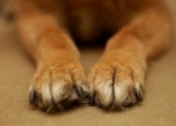 Αχαΐα: Σοκ με νεκρά ζώα! Πέταξαν φόλες ανήμερα της Παγκόσμια ημέρας ζώων! Πάνω από 8 νεκρά