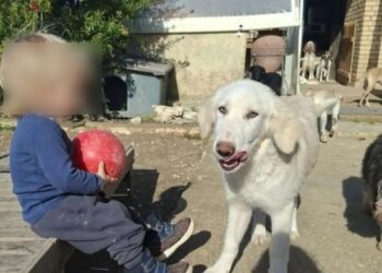 Ζάκυνθος: Ανείπωτη θλίψη για τον 2χρονο που κατασπαράχθηκε από το πίτμπουλ – «Η κόρη μου φώναξε και έτρεξα» λέει ο πατέρας