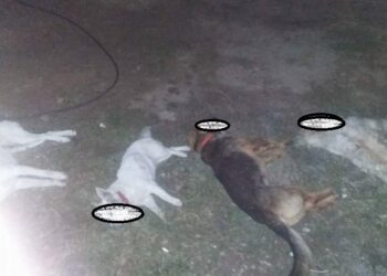 Φρίκη σε χωριό της Δυτικής Αχαΐας: Δηλητηρίασαν σκυλιά σε αυλή σπιτιού! Έκκληση από τους ιδιοκτήτες τους να εντοπιστούν οι δράστες – ΦΩΤΟ