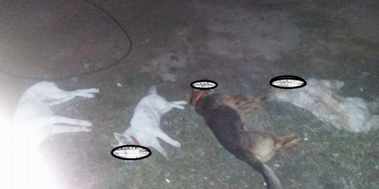 Φρίκη σε χωριό της Δυτικής Αχαΐας: Δηλητηρίασαν σκυλιά σε αυλή σπιτιού! Έκκληση από τους ιδιοκτήτες τους να εντοπιστούν οι δράστες – ΦΩΤΟ