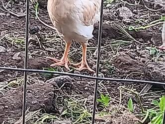 Πσιτ! Ο κόκκορας του … Ζαΐμη – ΦΩΤΟ