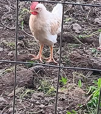 Πσιτ! Ο κόκκορας του … Ζαΐμη – ΦΩΤΟ