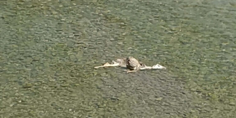 Καταγγελία του συλλόγου Αλισσαίων “Πείρος” στη Διεύθυνση Αγροτικής Ανάπτυξης