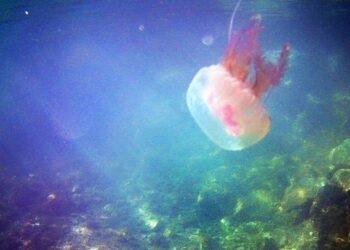 Απόβαση μωβ μεδουσών: Τι συμβαίνει φέτος στις ελληνικές θάλασσες