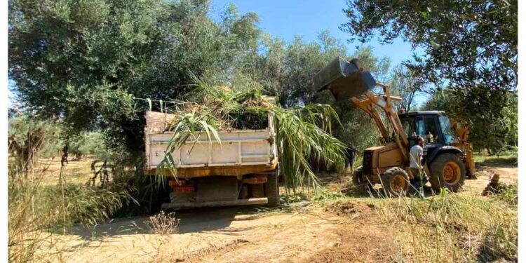 Σε Πέττα, Λακκόπετρα και Κρίνο εργασίες πρόληψης και αντιπυρικής προστασίας – Καθημερινά καθαρισμοί και διανοίξεις
